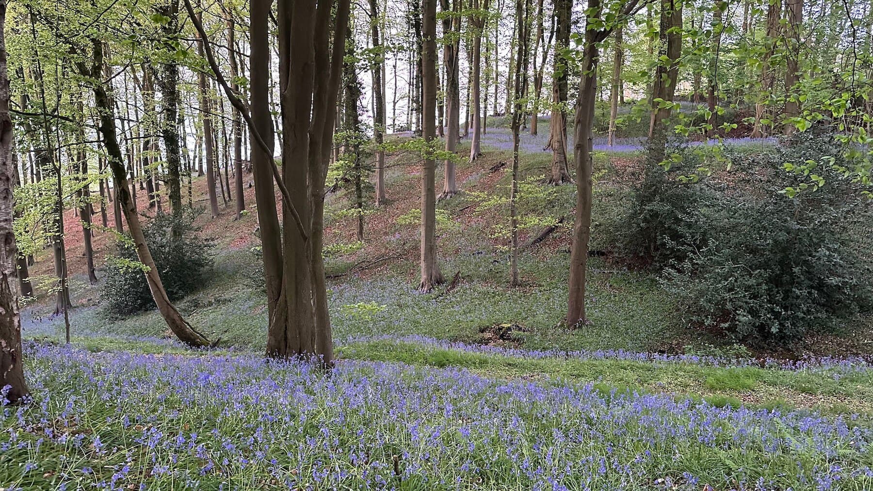Bluebells carpeting the beech woods in spring