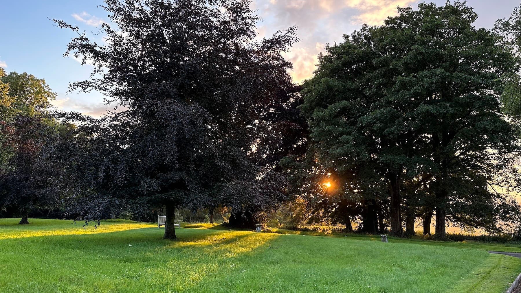 Evening sun through the parkland trees