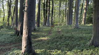 Deer in a clearing in the woods