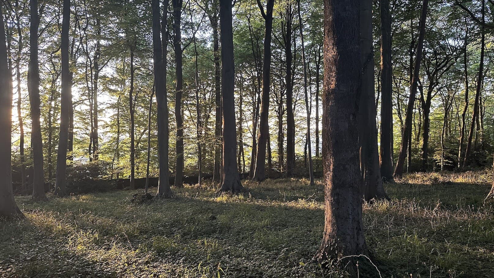 Evening light falling through beech woods