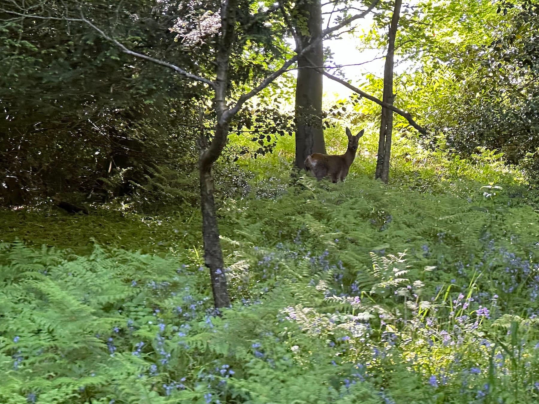 A roe deer standing among ferns and bluebells