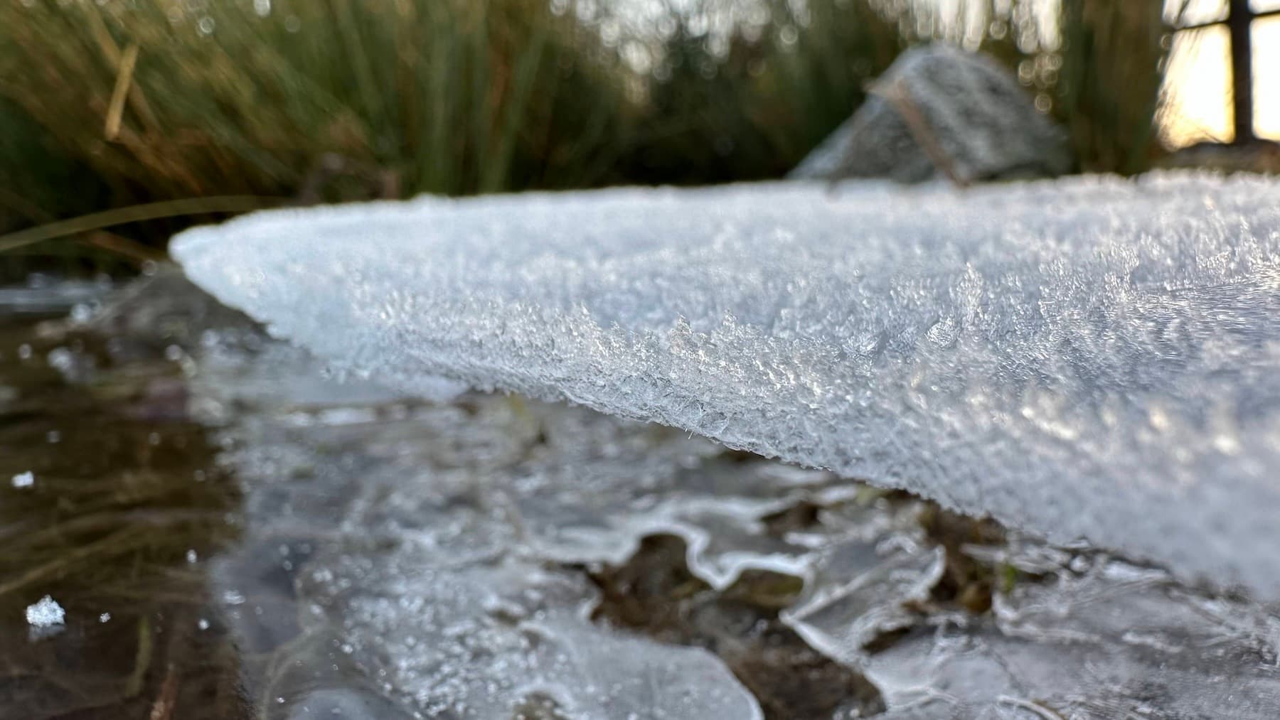 Frost-crusted ice at the edge of the pond